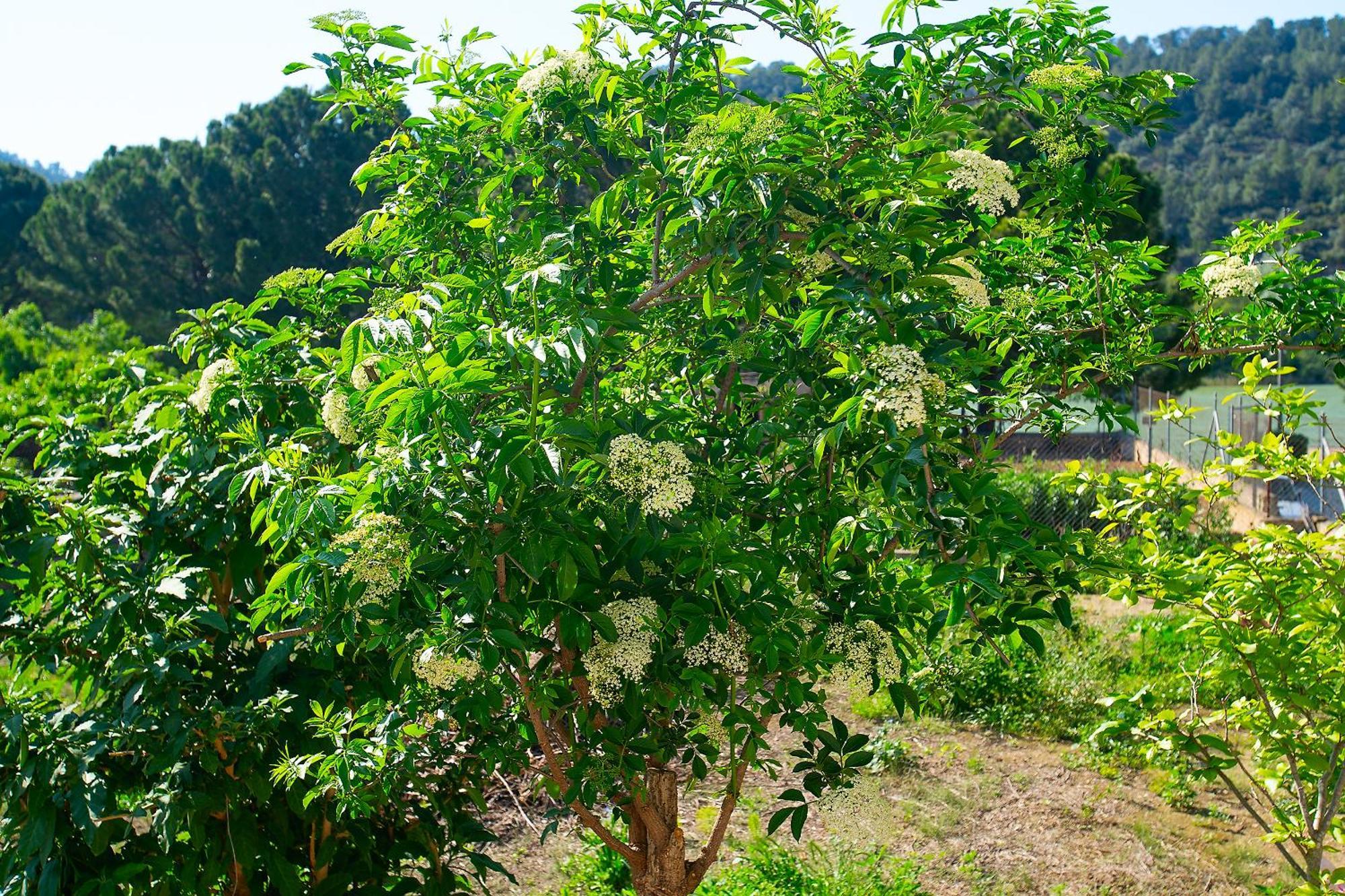 Lo Jardi De Benifallet المظهر الخارجي الصورة