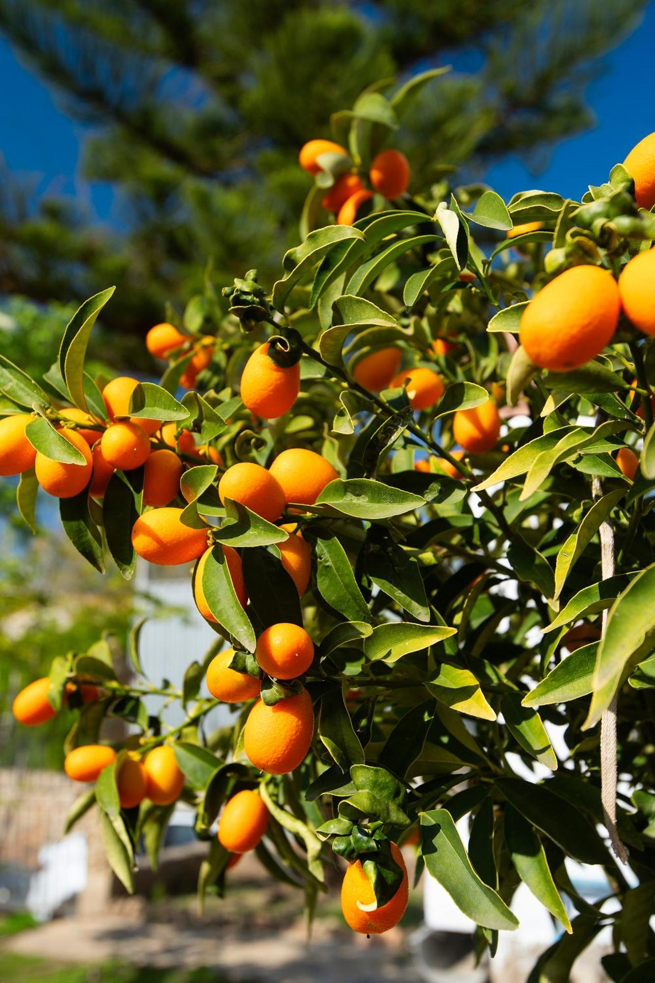 Lo Jardi De Benifallet المظهر الخارجي الصورة